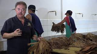 Nick Perdomo Explains quotWatering the Tobaccoquot During The Fermentation Process [upl. by Zeta393]