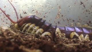 Worlds biggest Centipede feeding Ants eye view [upl. by Anairdna]