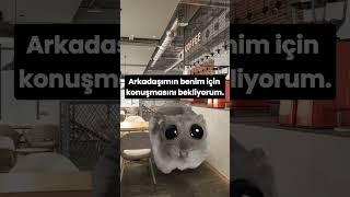 Böyle olan arkadaşlarına gönder 😂 hamster sadhamster üzgünhamster [upl. by Ytitsahc546]