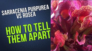 How To Tell Sarracenia Purpurea and Sarracenia Rosea Apart [upl. by Evangelist]