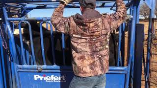 Branding dehorning cattle in west TX [upl. by Gnut317]