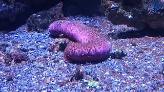 Pinkfish Sea Cucumber Holothuria edulis [upl. by Aurlie]