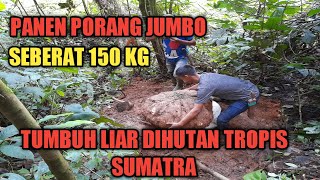 Panen porang suweg yang tumbuh secara alami di hutan sumatra [upl. by Naud539]