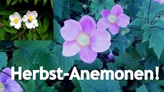 Das letzte Aufbäumen der Blüten  Die Herbst Anemone im Profil [upl. by Yahska]