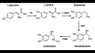 Biosynthesis of Catecholamines [upl. by Kaden286]