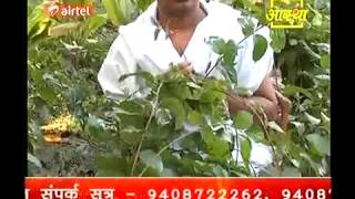 Ayurvedic Medicine Celastrusमालकांगनी  Poojya Acharya Balkrishn Part1 [upl. by Sairtemed]