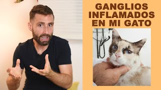 ¿Qué enfermedades de gatos se relacionan con ganglios inflamados bajo la mandíbula [upl. by Ahseket]