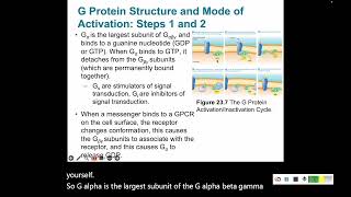 Signal Transduction 2 GProteinCoupled Receptors [upl. by Hasseman]