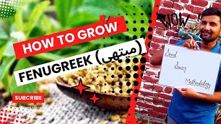 How to grow Fenugreek میتھی Kitchen garden Healthy Vegetables for human Part 1 [upl. by Repsag]