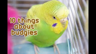 ✨10 Interesting Facts About Budgies ✨ [upl. by Rola675]