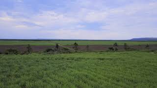 DJI AGRAS T30 drone spraying ripener on sugarcane [upl. by Yntirb]