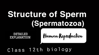 Structure of Human Spermatocytesspermatozoa  Human Reproduction humanreproductivesystem [upl. by Brewster]