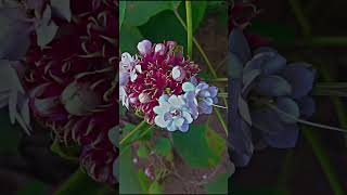 Clerodendrum Chinense  Hazari Mogra Plant 😍🌸flower nature love yt ytshortsindia likeforlikes [upl. by Monie605]