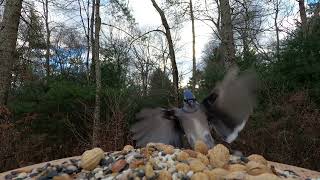 Chickadee Blue Jays Titmice Woodpecker [upl. by Anawat439]