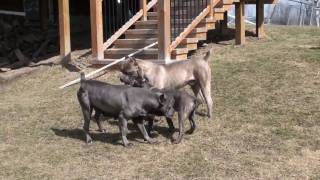 Alive Cane Corso Di Troy [upl. by Attener]