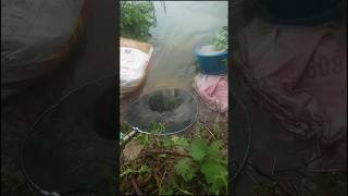 Handi Gari tacnic fishing Fishing tap tacnic factfish fishingvideo fishingshot [upl. by Stone800]