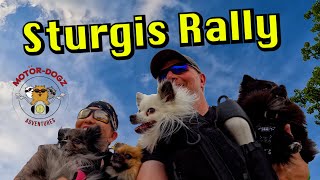 Dogs on Motorcycles at the Sturgis Motorcycle Rally sturgisrally motordogz pomeranian [upl. by Frayne920]