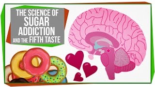 The Science of Sugar Addiction amp The Fifth Taste [upl. by Alywt]