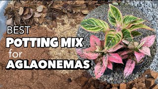 Best Potting Mix For Aglaonemas  Repotting [upl. by Eiramnna575]