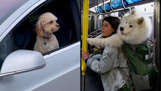 Stories About Dogs on the Go [upl. by Euqinor]