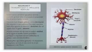 7 06 033  Java 17  Biologji  kush e ndërton sistemin nervor P [upl. by Addison]