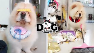 Funny Chow Chow Puppy Videos Compilation 2020  Dog Lovers [upl. by Phila]