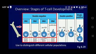 71 1T cell Development and Thymic Selection [upl. by Lebiram]