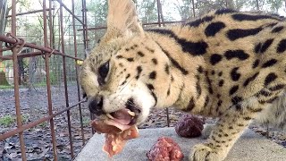 Hangry Serval [upl. by Harrison]