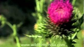 Scotch Thistle in the Valley of Flowers [upl. by Adkins]