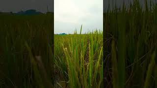 FARMER SONG farmer farmerslife shortvideo viralshort naturevlog Paddy cultivation [upl. by Domini]