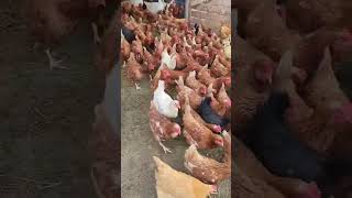 UNE AGRICULTRICE OUVRE LENCLOS DES POULES agricultrice agriculture poules campagnes [upl. by Felicdad577]