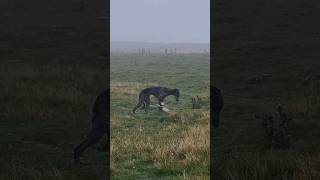 ferreting rabbiting hunting catchdog lurcher rabbitexpress [upl. by Alwin]