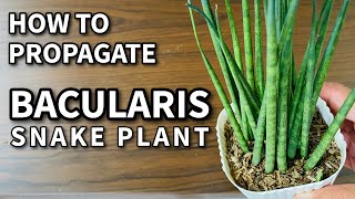 HOW TO PROPAGATE BACULARIS  Plant Care for Beginners [upl. by Linzer]