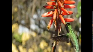 De Flor en Flor  LOS LAURELES DEL SUR  Canal oficial Youtube [upl. by Adnaloj311]