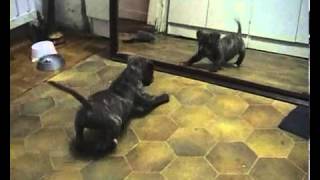 Funny American Staffordshire Terrier puppy [upl. by Navoj]