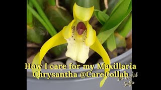 How I care for my Maxillaria Chrysantha CareCollab [upl. by Colpin]