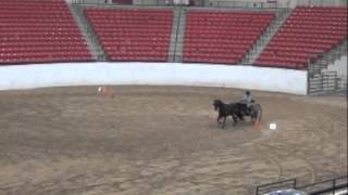 Morgan horse Eli driven by Maryanne Boyden at CA Saddle Horse Futurity Horse Show Las Vegas 2013 [upl. by Ahiel]