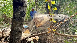 Strongest chainsaw‼️ Stihl ms881 cut down trembesi tree [upl. by Enrika]