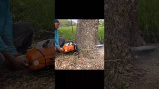 Stihl Ms 881 heavyduty chainsaw 😱😱 shortsfeed trending shorts [upl. by Sauer]