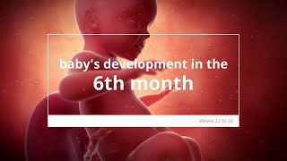 Babys Development in Month 6 of Pregnancy  Fetal Growth amp Development  6 Months Pregnant [upl. by Ellasal]