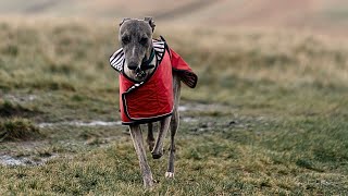 Can Whippets Walk Long Distances ✅ OR ❌ [upl. by Sairtemed]