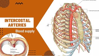 Intercostal Arteries  Blood supply of Thoracic wall  Thorax anatomy [upl. by Natfa706]