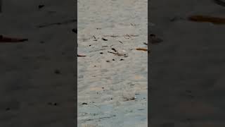 Cute Little Beach Bird pt 1  Grand Haven MI 7624 [upl. by Rett605]