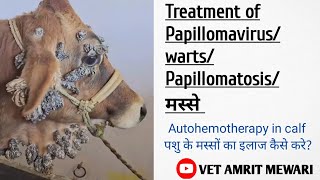 पशु के शरीर पर मस्से हो जाए तो क्या करे  Tretment of Papillomaviruswarts Papillomatosis [upl. by Beitz]