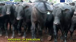 3F Emblazon Angus  ABS Pecplan [upl. by Boehmer]