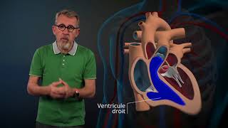 Le fonctionnement du cœur expliqué par Jamy [upl. by Ludovico]