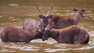 Best Documentary Wildlife Youtube 2020 Nat Geo Wild Nature Animal Discovery Channel Animals 2020 [upl. by Annaehr733]