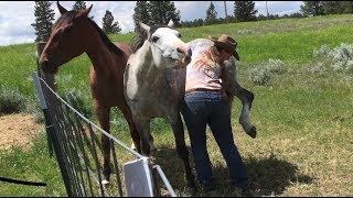 Horses Like Belly Scratches Too [upl. by Chicoine]