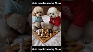 Cute puppies playing Chess [upl. by Rodablas900]