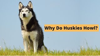 Five Causes of Husky Howling  The Secret Language of Huskies [upl. by Naquin]